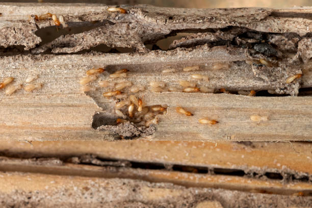 Best Pest Prevention Services  in Dover, OH
