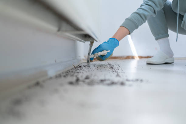Best Spider Control Near Me  in Dover, OH
